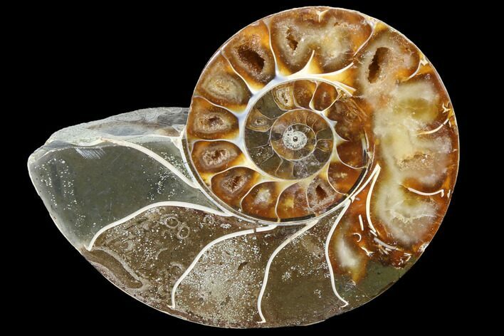 Thick Ammonite (Anapuzosia) Fossil Half #88032